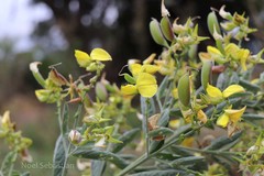 Crotalaria longipes
